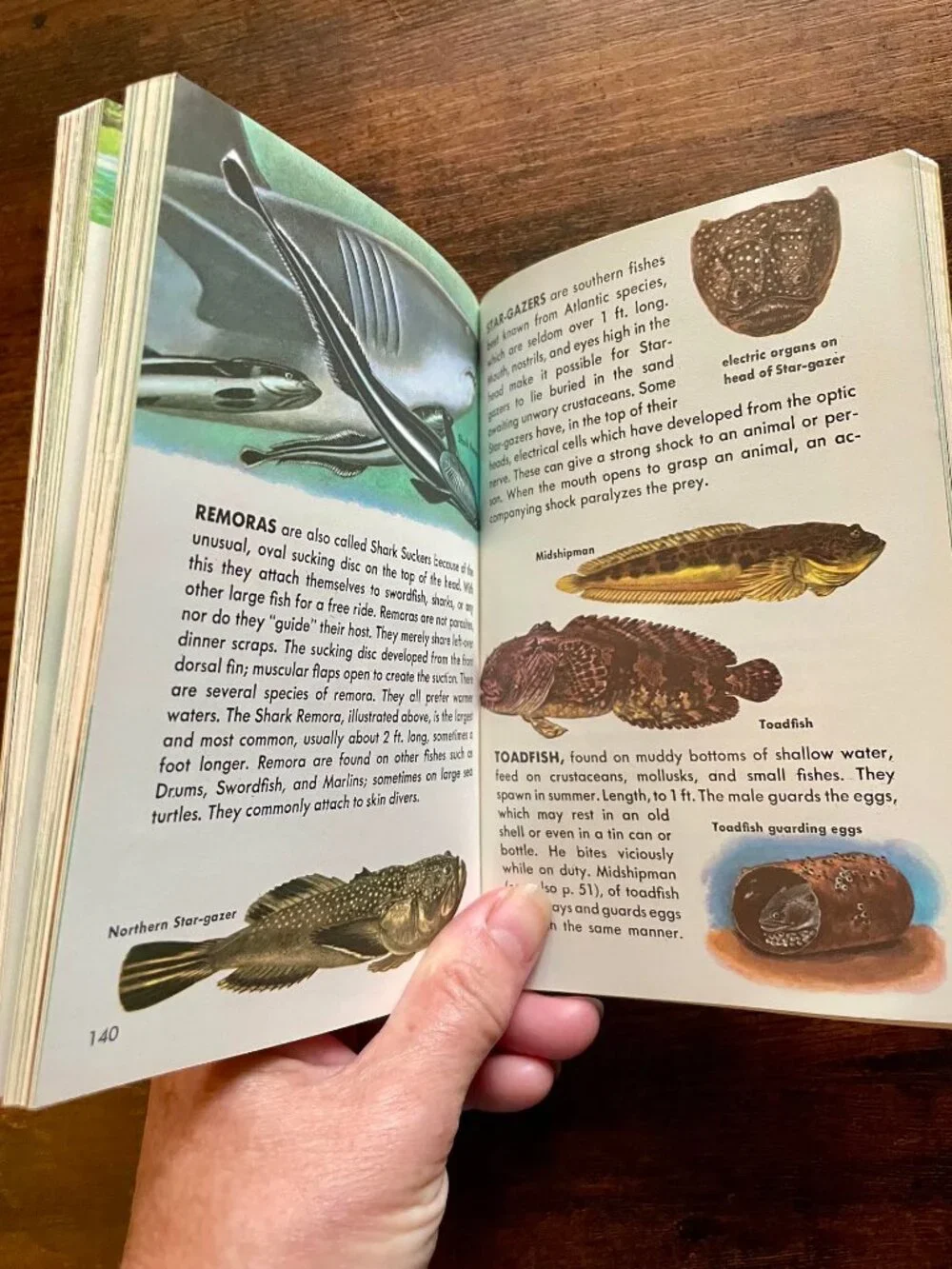Golden Books vintage lot